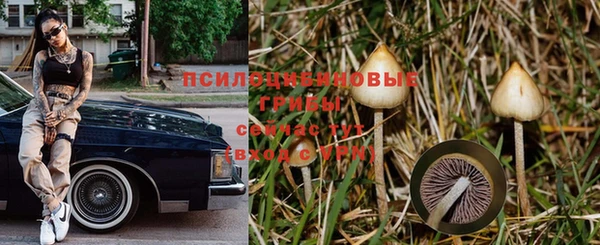 прущие грибы Алзамай